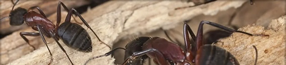 Close-up of ants on wood showing an active ant infestation in Boulder, CO
