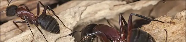Close-up of ants on wood showing an active ant infestation in Boulder, CO