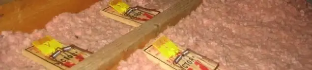 Mouse traps placed in an attic for rodent control in Boulder, CO