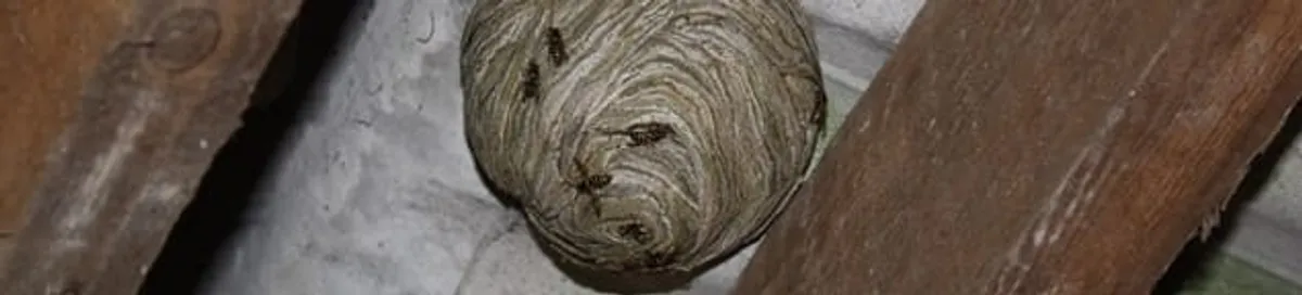 Wasp nest in an attic space, a common home infestation risk in Boulder, CO