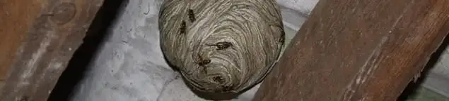 Wasp nest in an attic space, a common home infestation risk in Boulder, CO