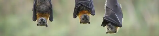 Bats roosting together, a common sign of a bat infestation in Boulder, CO