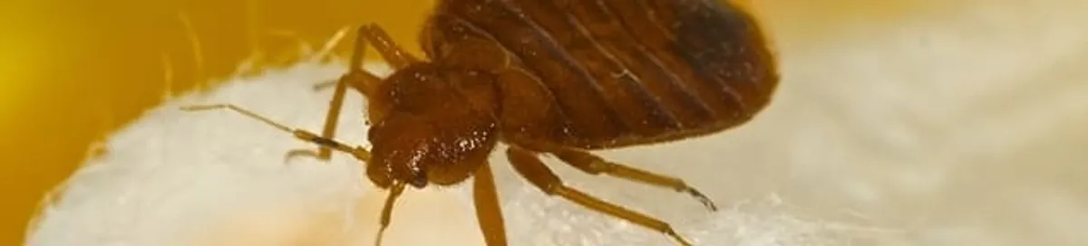 Close-up of a bed bug, a sign of an active infestation in Boulder, CO