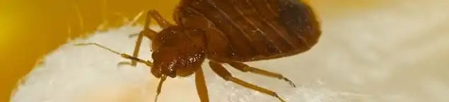 Close-up of a bed bug, a sign of an active infestation in Boulder, CO