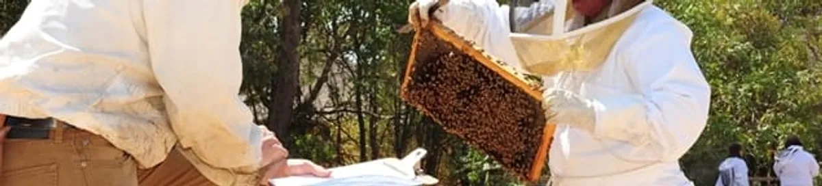 Bee removal specialists relocating a hive and honeycomb safely in Boulder, CO