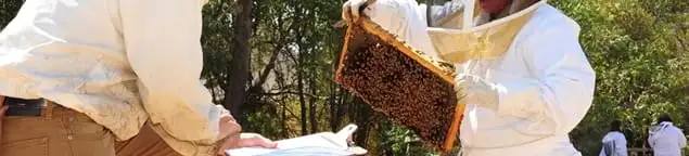 Bee removal specialists relocating a hive and honeycomb safely in Boulder, CO