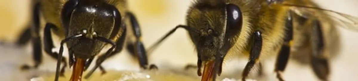 Close-up of honey bees, a sign of a nearby hive in Boulder, CO
