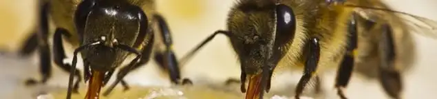Close-up of honey bees, a sign of a nearby hive in Boulder, CO