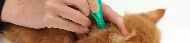 Flea treatment for pets using a flea comb, a sign of flea problems in Boulder, CO