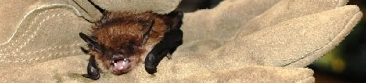Bat removal specialist holding a bat safely during humane exclusion in Boulder, CO