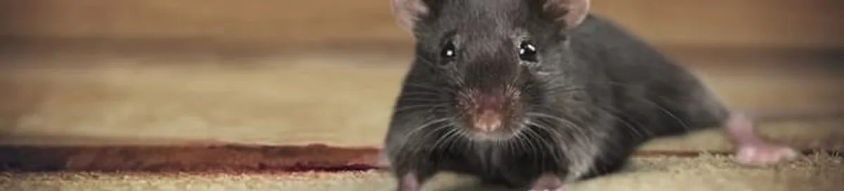 Mouse indoors, a common sign of a rodent infestation in Boulder, CO
