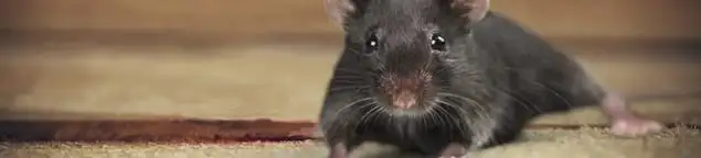 Mouse indoors, a common sign of a rodent infestation in Boulder, CO