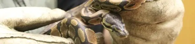 Snake removal specialist safely handling a snake with protective gloves in Boulder, CO