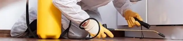 Roach exterminator treating cracks and crevices along kitchen baseboards in Boulder, CO