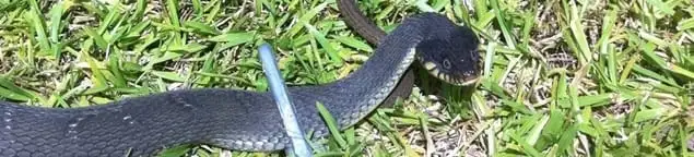 Snake in a yard, a common sign of a snake problem near a home in Boulder, CO