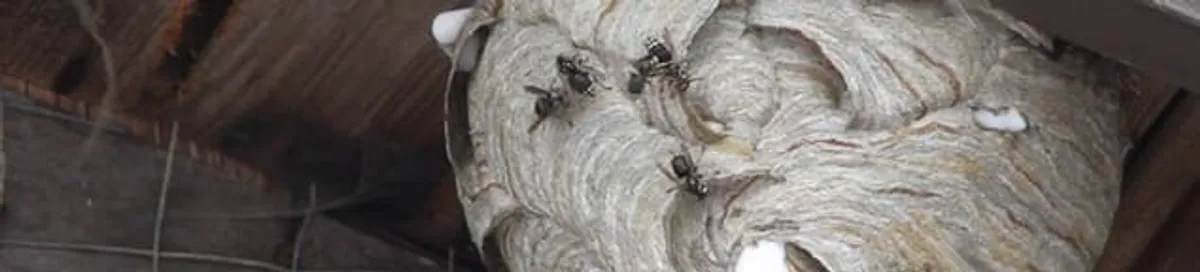 Close-up of a wasp nest with active wasps, a sign of an infestation in Boulder, CO