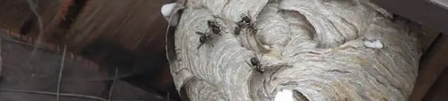 Close-up of a wasp nest with active wasps, a sign of an infestation in Boulder, CO